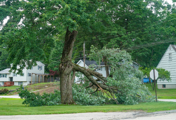 How Our Tree Care Process Works  in  Jennings Lodge, OR